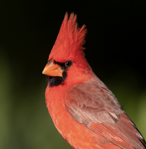 Song birds